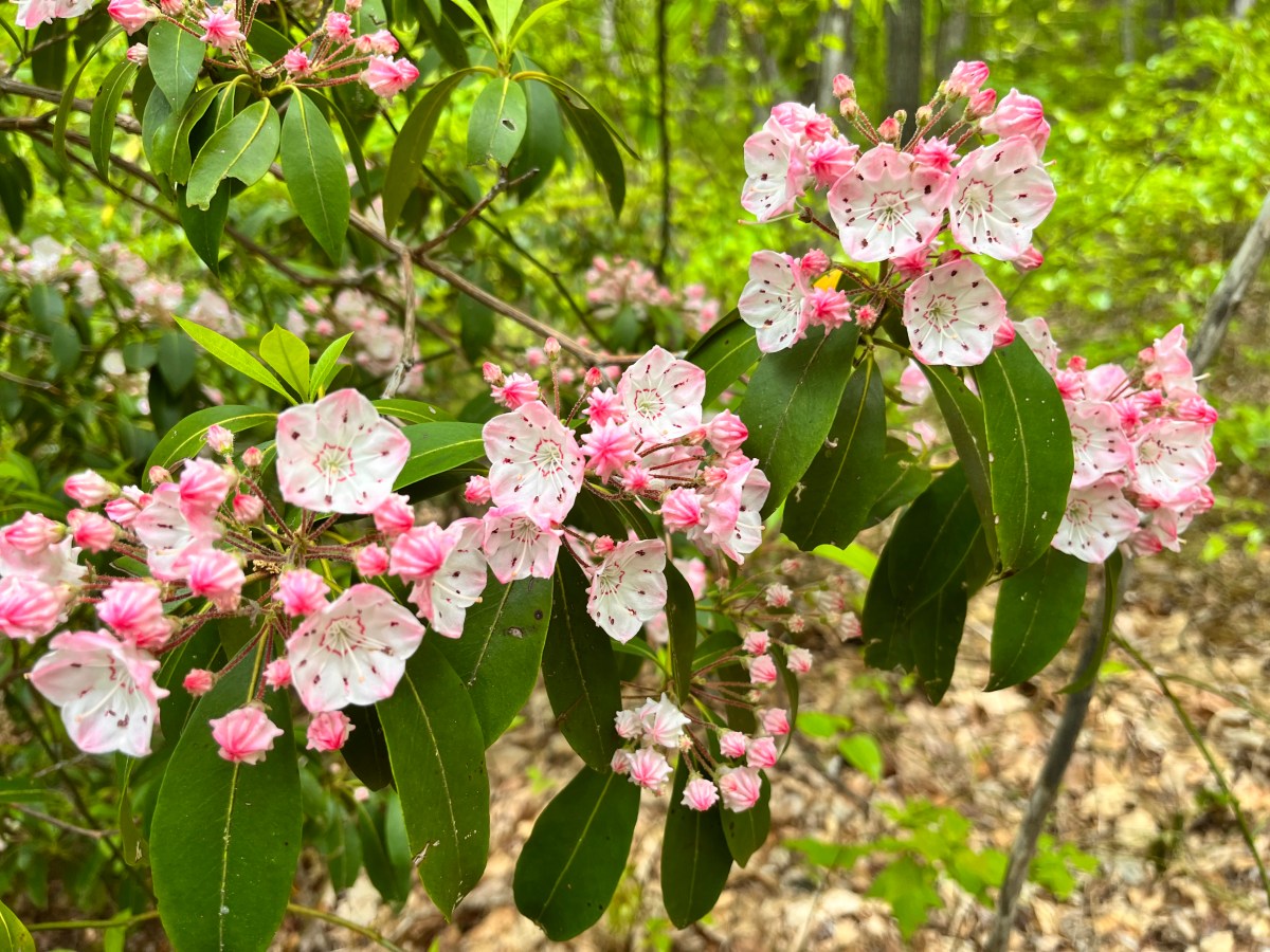 7.  Conditioning Hike Waterrock Knob and more – May&nbsp;7